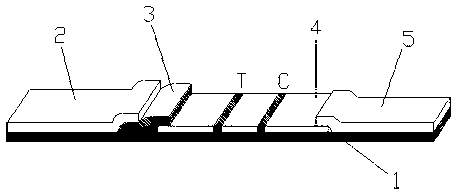 Application of secretory protein 1 rich in cysteine in medical apparatus