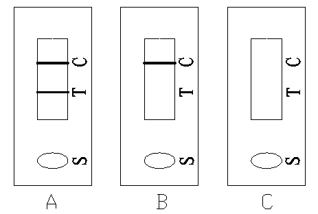 Application of secretory protein 1 rich in cysteine in medical apparatus