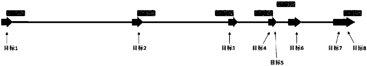 CrRNA that specifically recognizes gs gene and its application