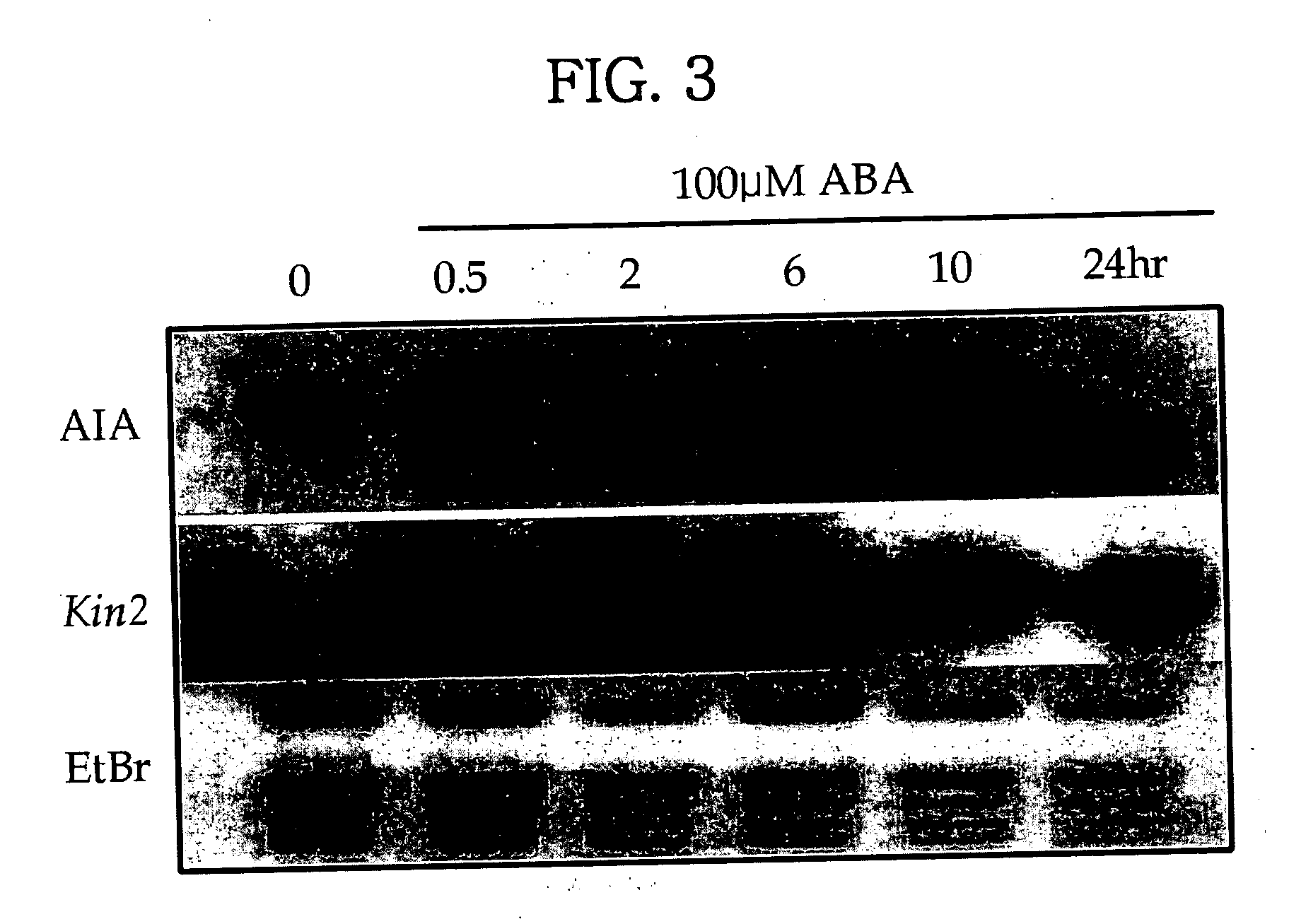 Method for enhancing environmental stress resistance of plant using environmental stress controlling gene