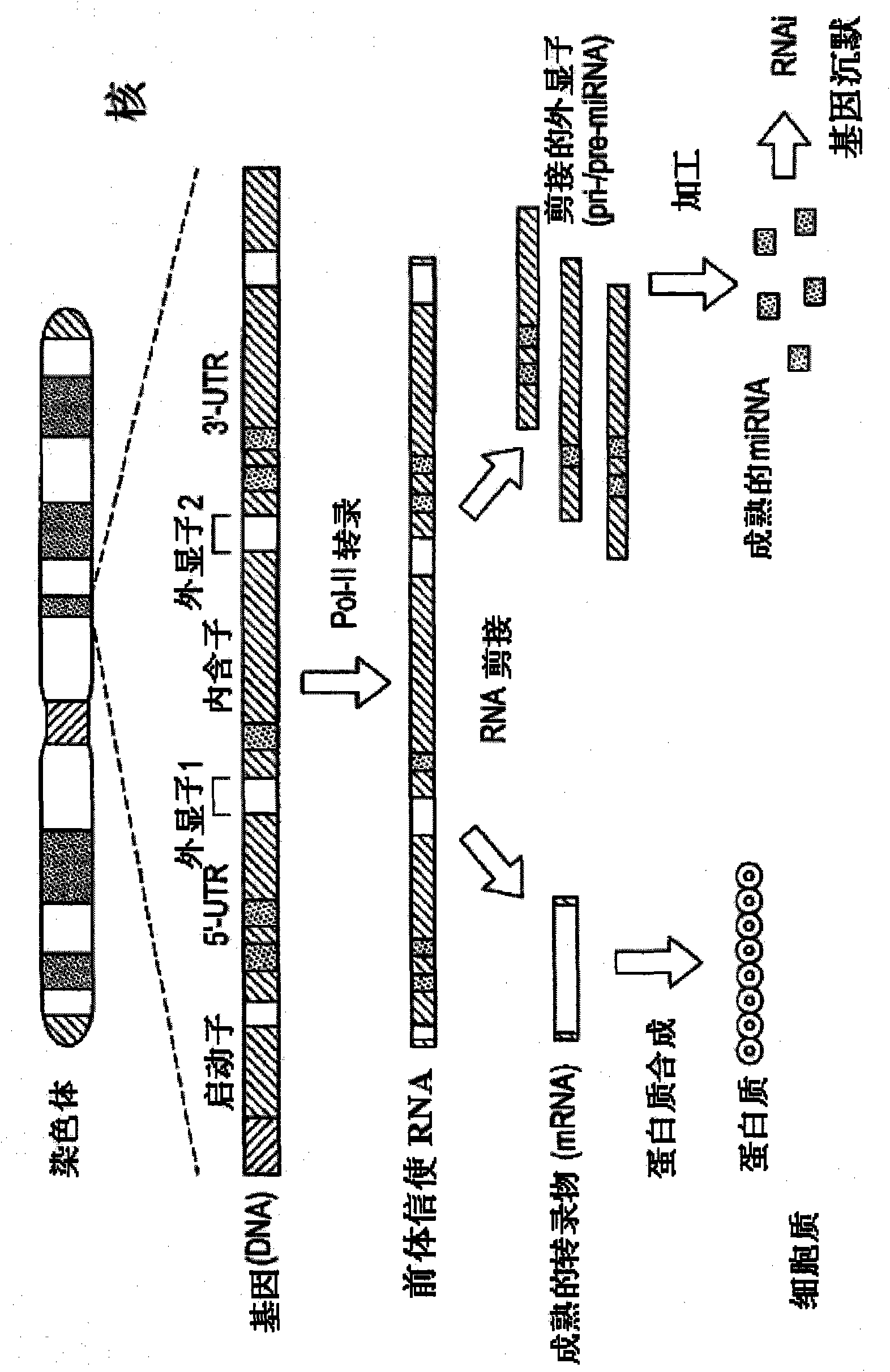 Generation of tumor-free embryonic stem-like pluripotent cells using inducible recombinant RNA agents