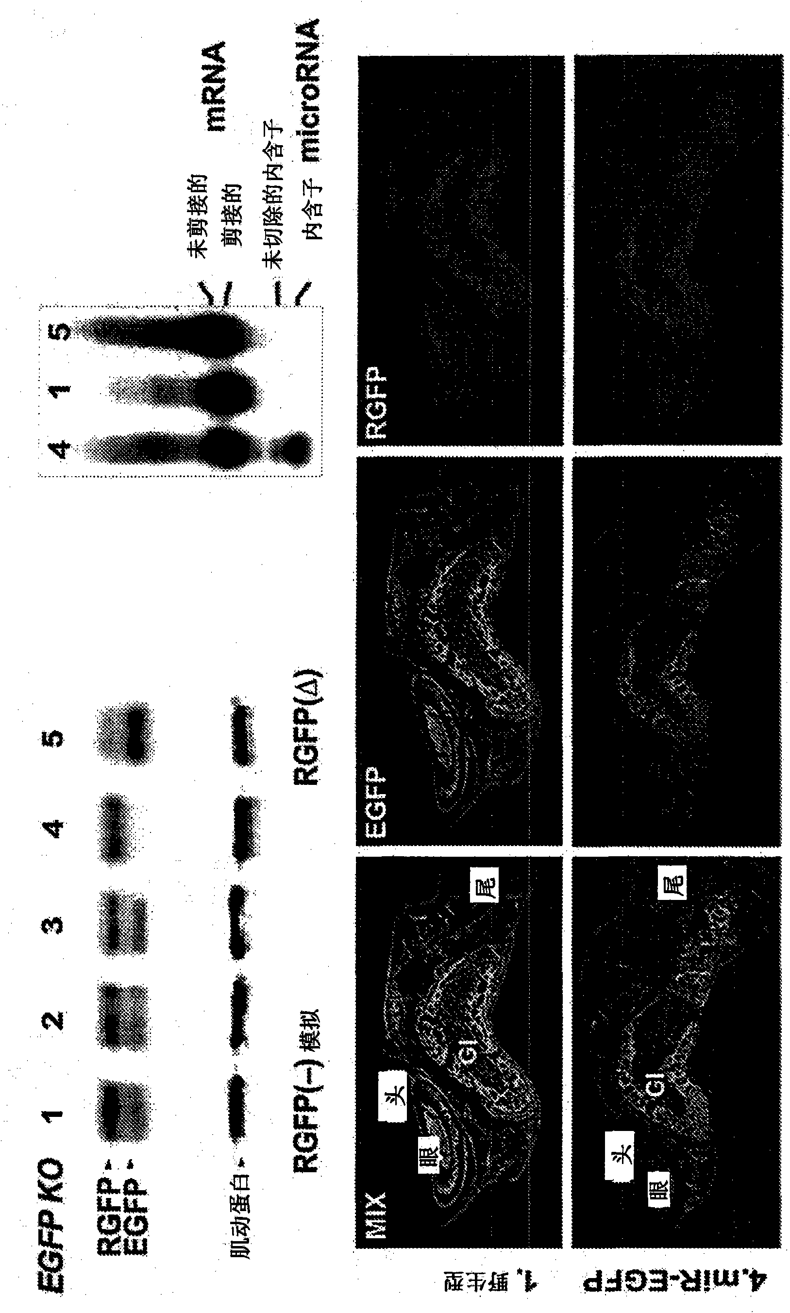 Generation of tumor-free embryonic stem-like pluripotent cells using inducible recombinant RNA agents