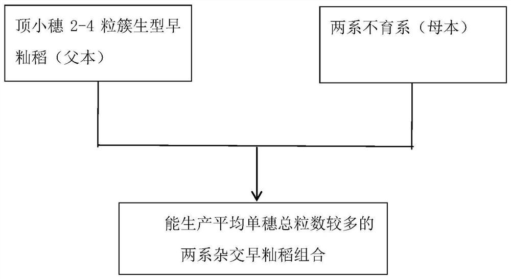 A method for increasing the total grain number per panicle of two-line hybrid early indica rice