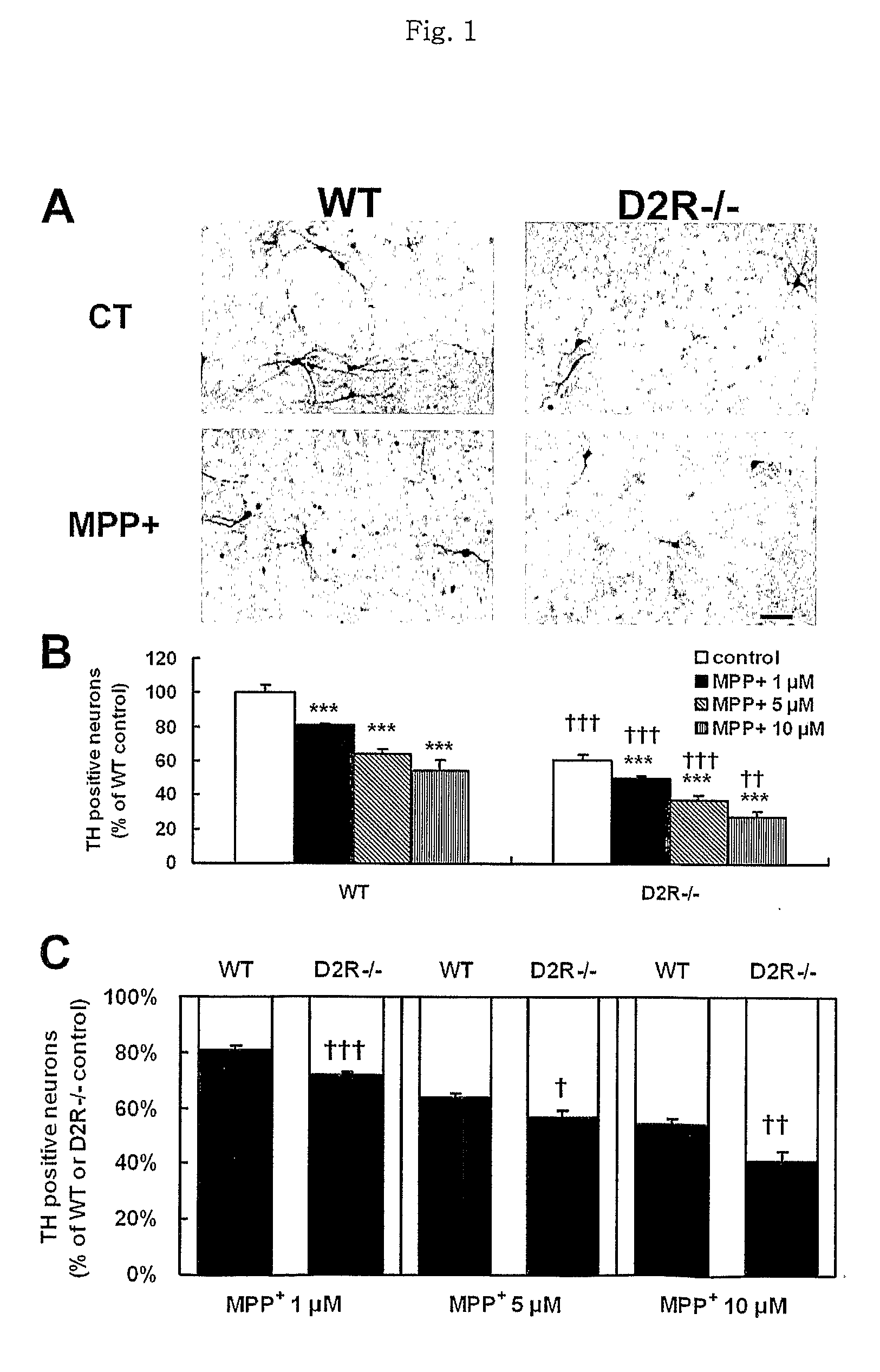 Methods For Modulating The Development Of Dopamine Neuron By The Dopamine D2 Receptor And Compositions Thereof