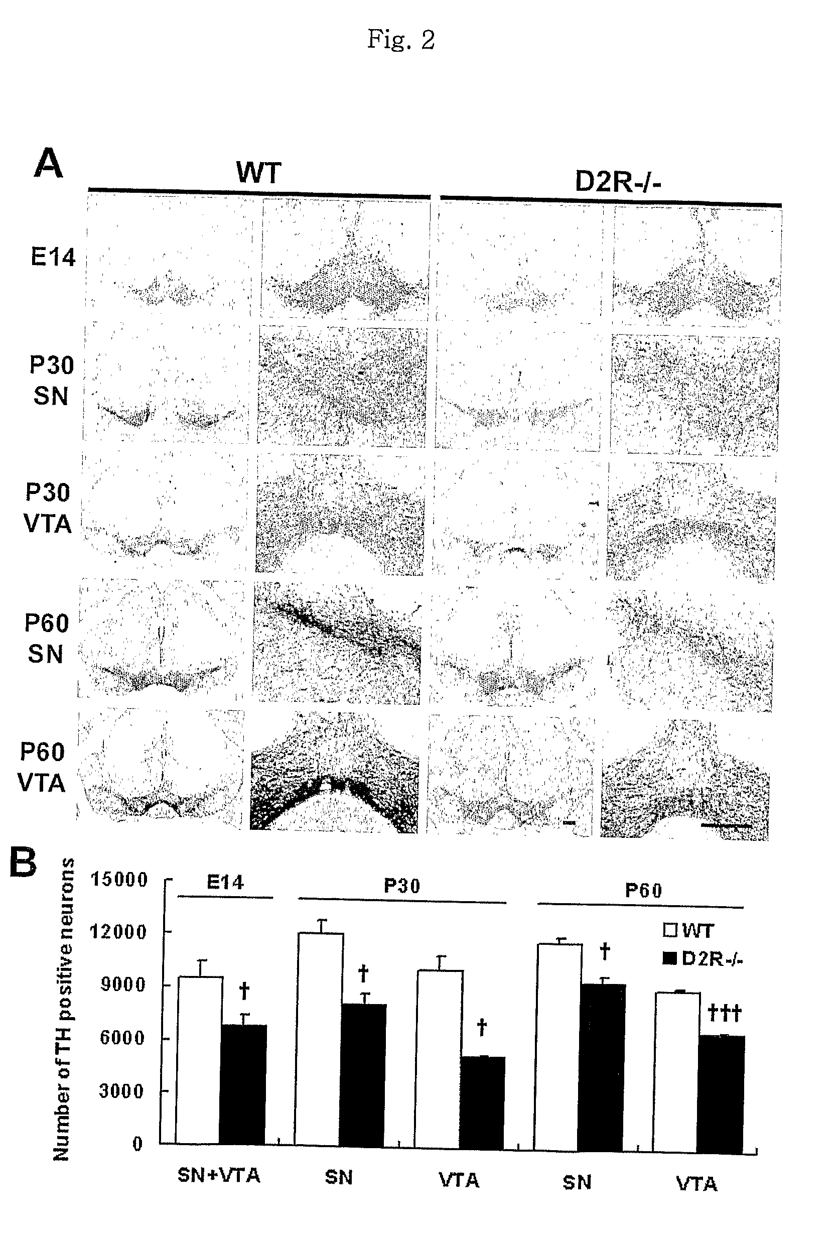 Methods For Modulating The Development Of Dopamine Neuron By The Dopamine D2 Receptor And Compositions Thereof