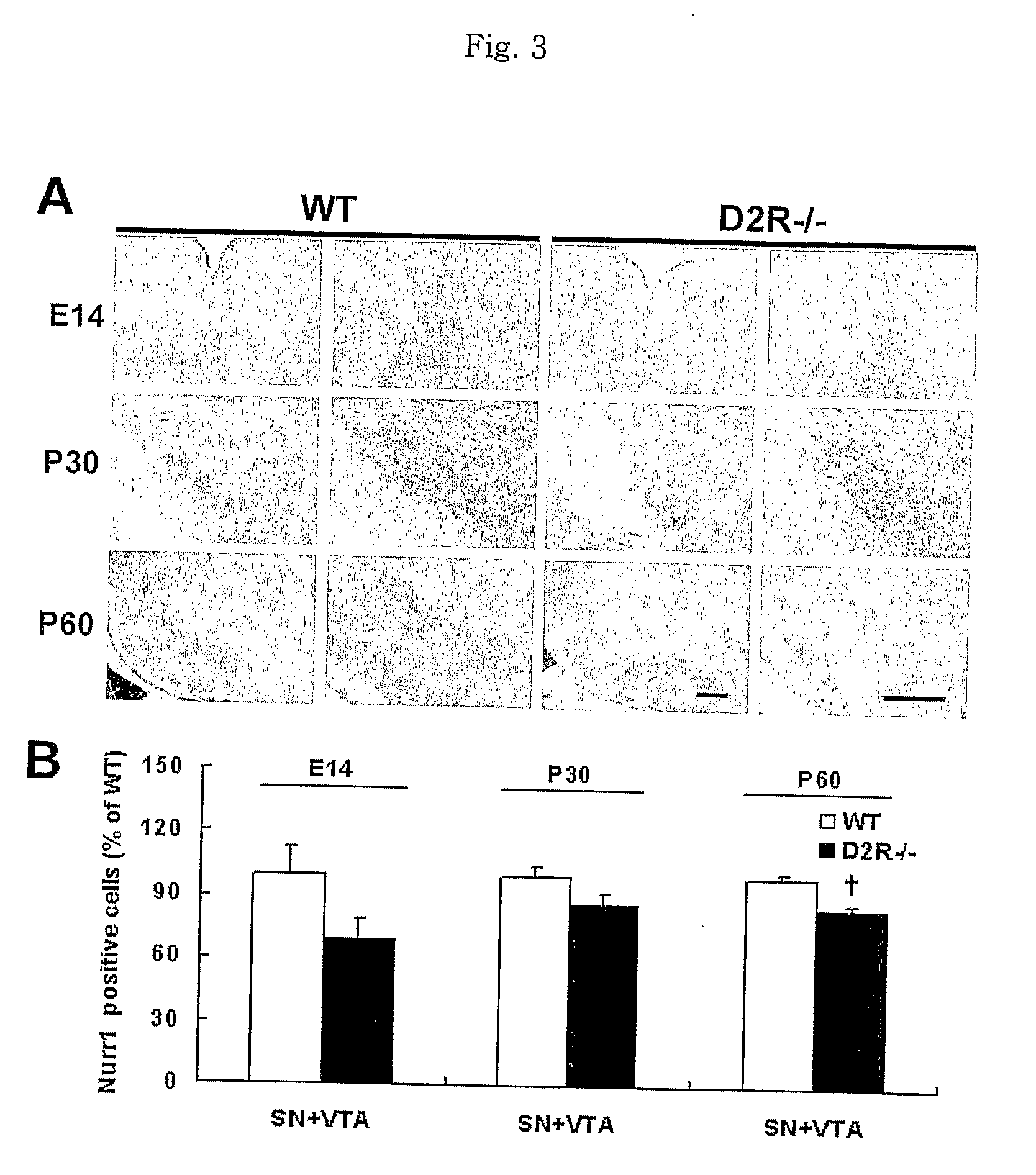 Methods For Modulating The Development Of Dopamine Neuron By The Dopamine D2 Receptor And Compositions Thereof