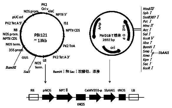 Alpha-amylase repressor SbAAI1 gene and protein as well as application of gene