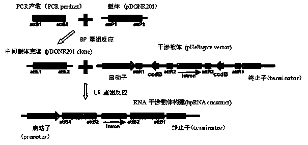 Alpha-amylase repressor SbAAI1 gene and protein as well as application of gene