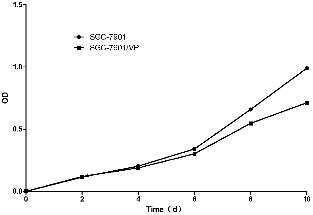 Human stomach cancer multidrug-resistant cell strain