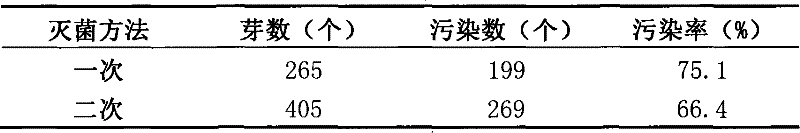 High-quality corm of colorful calla and method for cultivating same