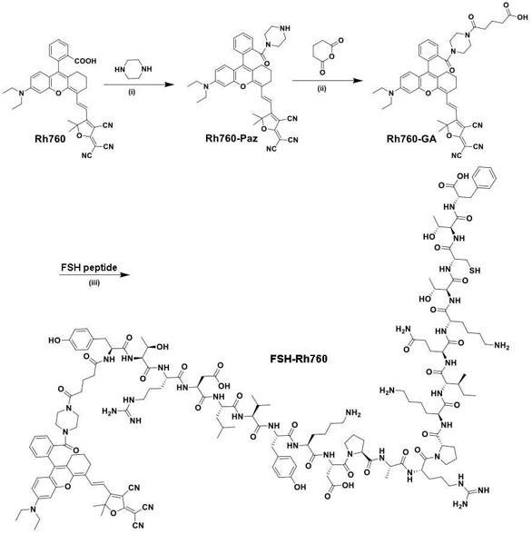 Tumor imaging and treatment probe of targeted follicle-stimulating hormone receptor as well as preparation method and application of tumor imaging and treatment probe