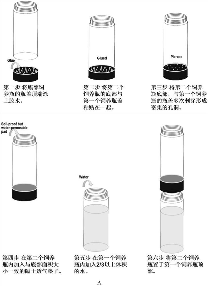 Breeding method of hepialus altaicus larvae