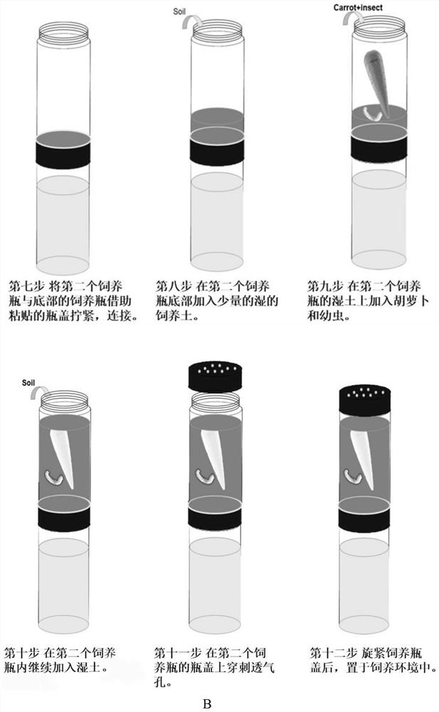 Breeding method of hepialus altaicus larvae