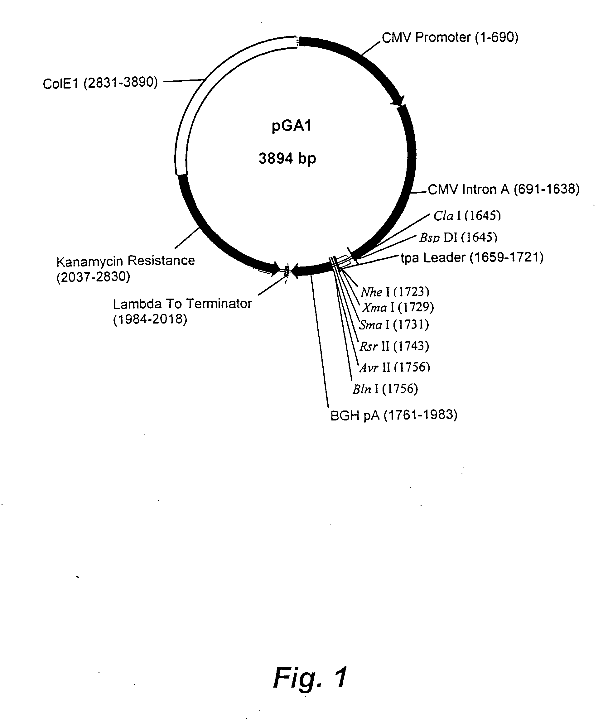 DNA expression vectors and methods of use