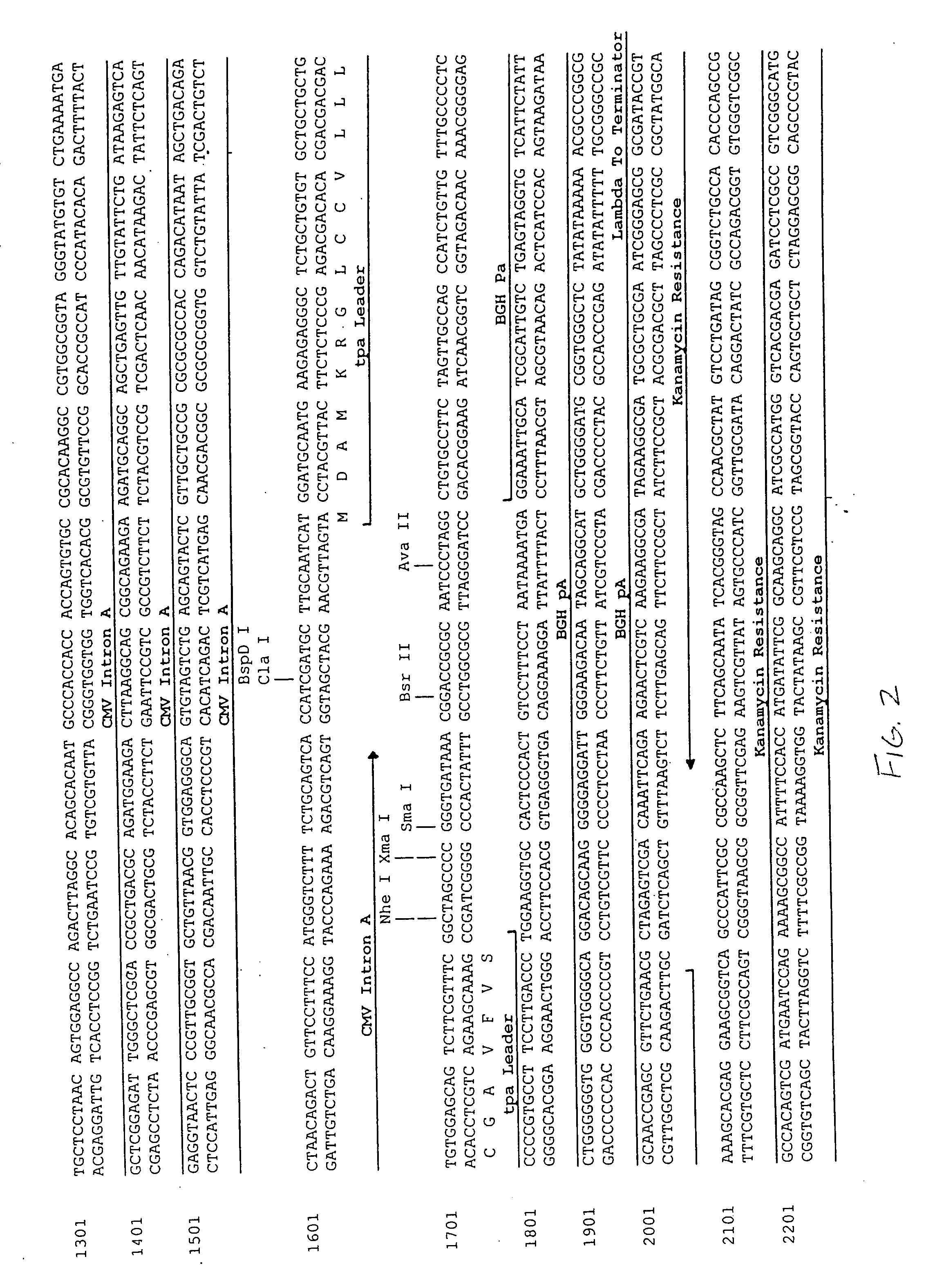 DNA expression vectors and methods of use