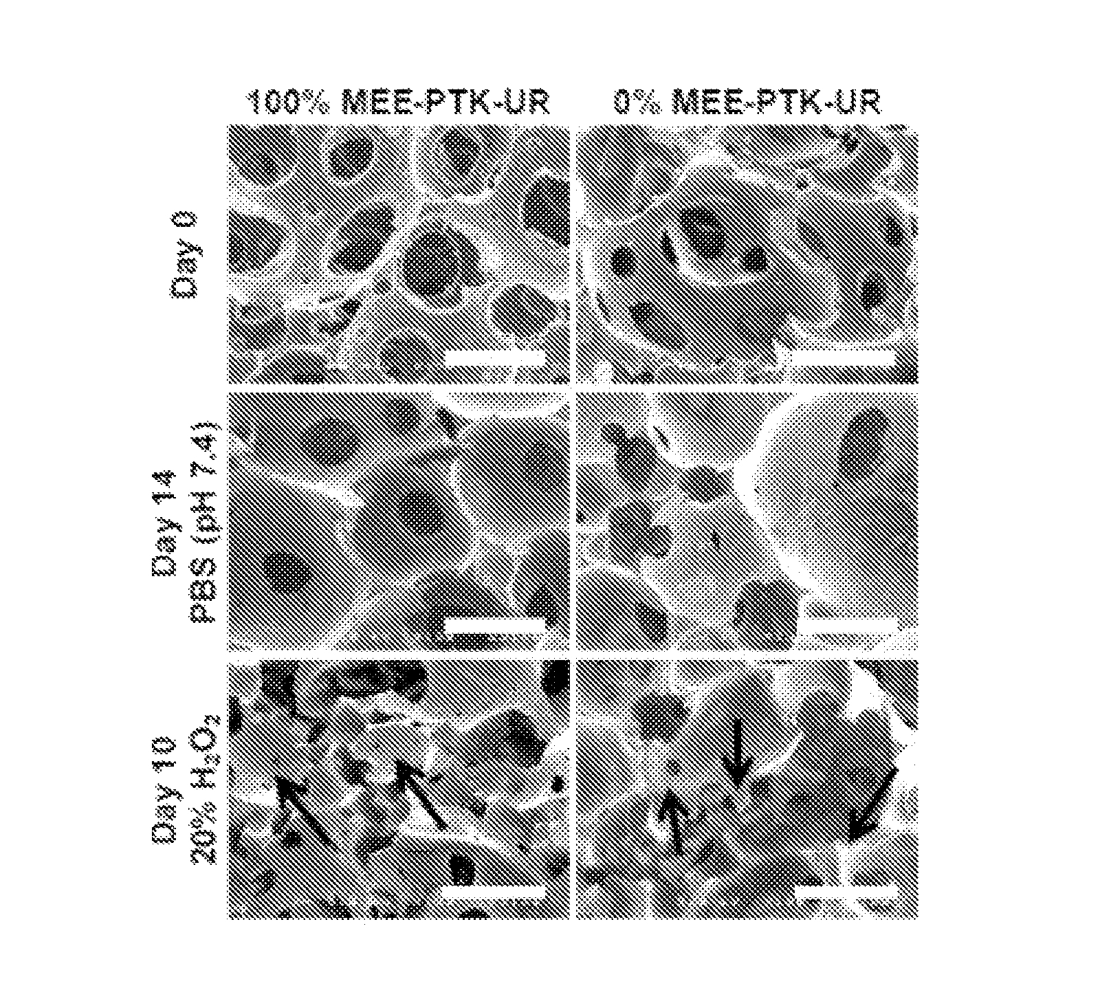 Poly(thioketal-urethane) scaffolds and methods of use