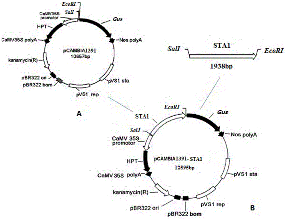 A promoter capable of driving or regulating gene expression in plant stamens