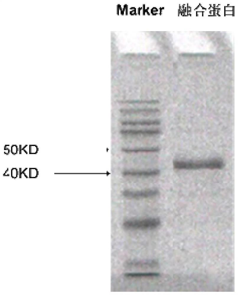 A fusion protein antigen for diagnosis of canine brucellosis