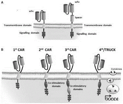 CD 30-targeting replication-defective recombinant lentivirus CAR-T transgenic vector as well as construction method and applications thereof