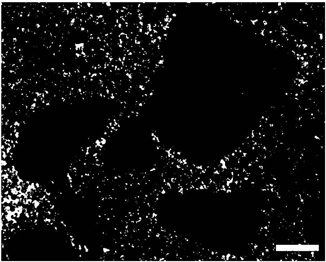 Preparation method and application of gelatin microspheres