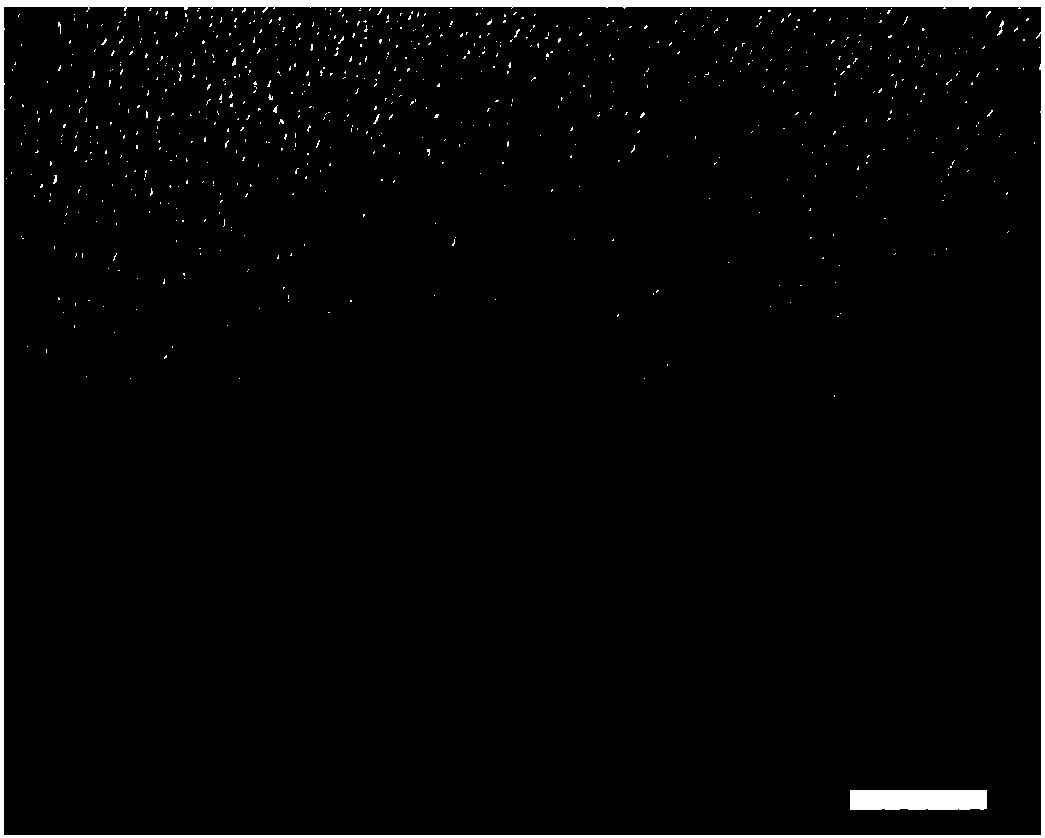 Preparation method and application of gelatin microspheres