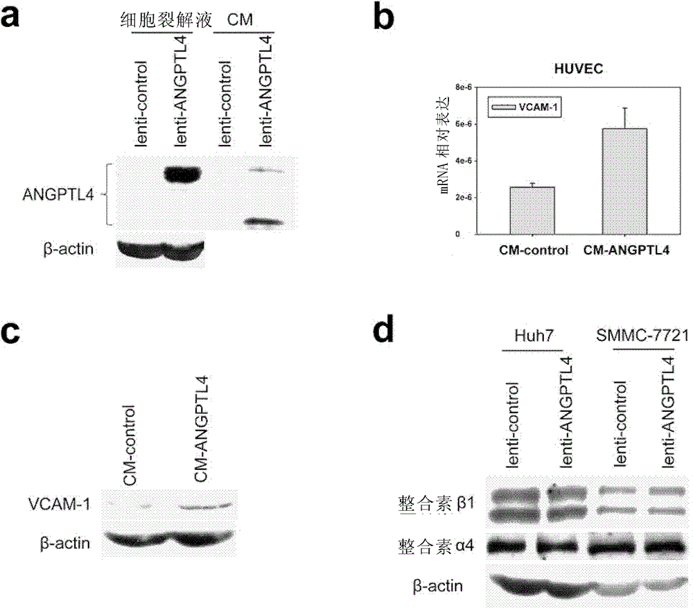 Method for regulating expression of vascular cell adhesion molecule-1 in vascular endothelial cell