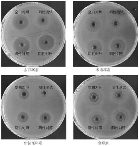 Chryseobacterium jejuense DDW4-2 strain and application thereof in degrading tetracycline antibiotics