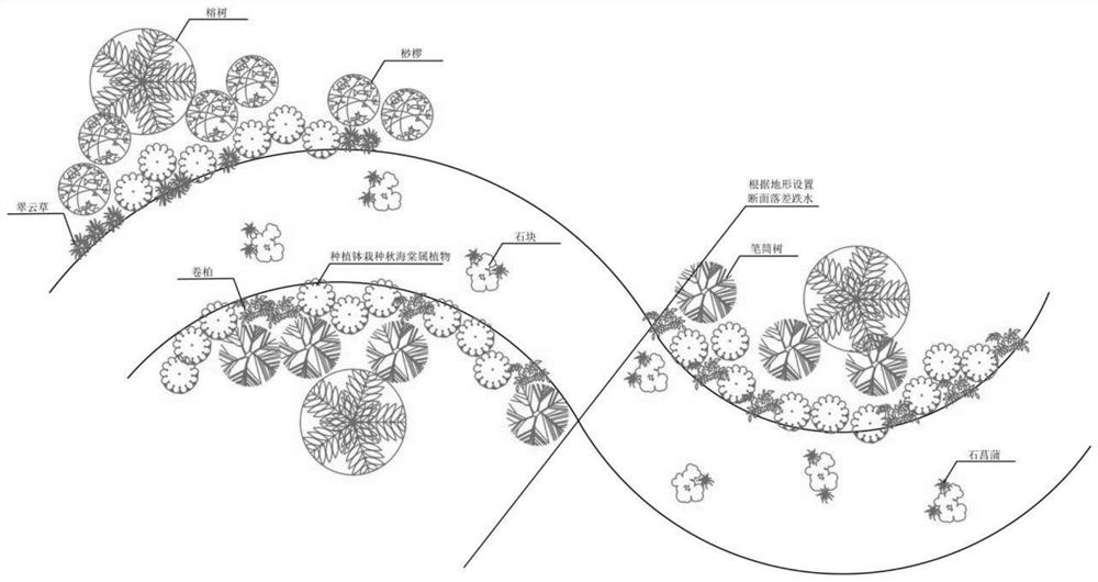 Method for conservation planting begonia plants in water system stream-side ex-situ field and management regulation and control