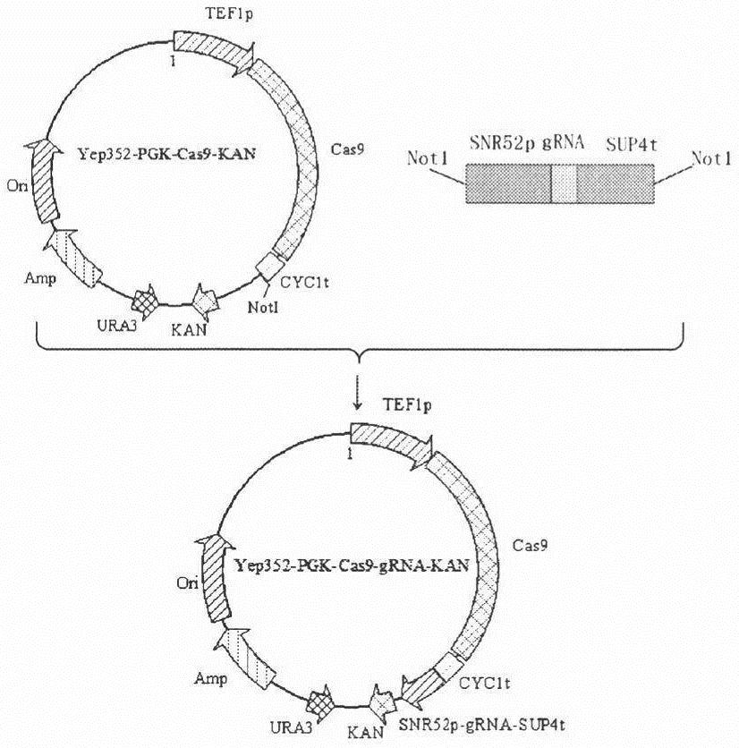 Construction and application of ureido amidohydrolase display strain