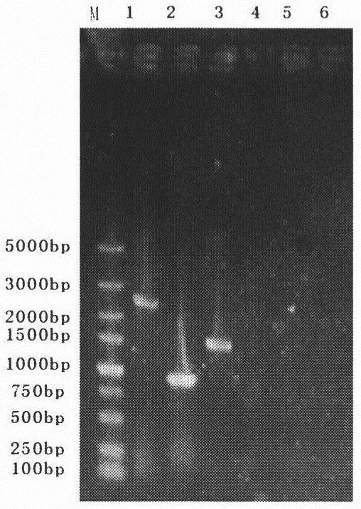 Construction and application of ureido amidohydrolase display strain