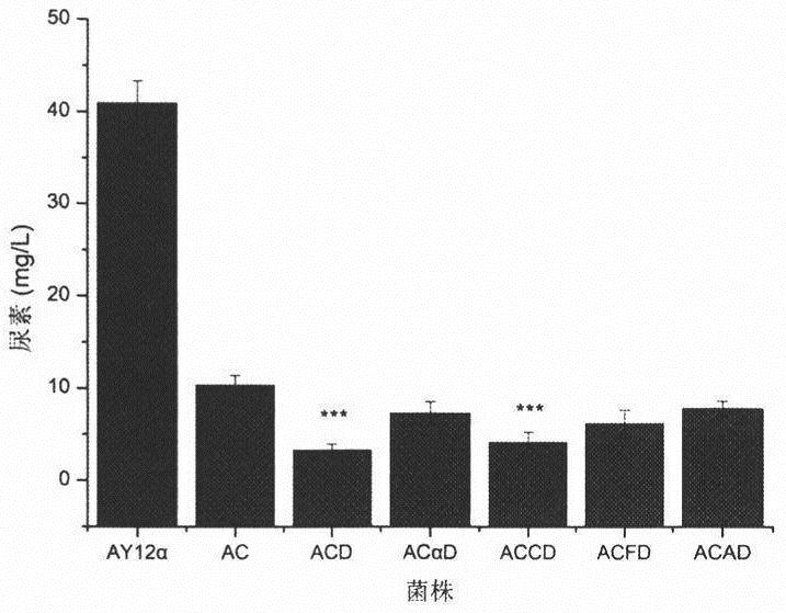 Construction and application of ureido amidohydrolase display strain