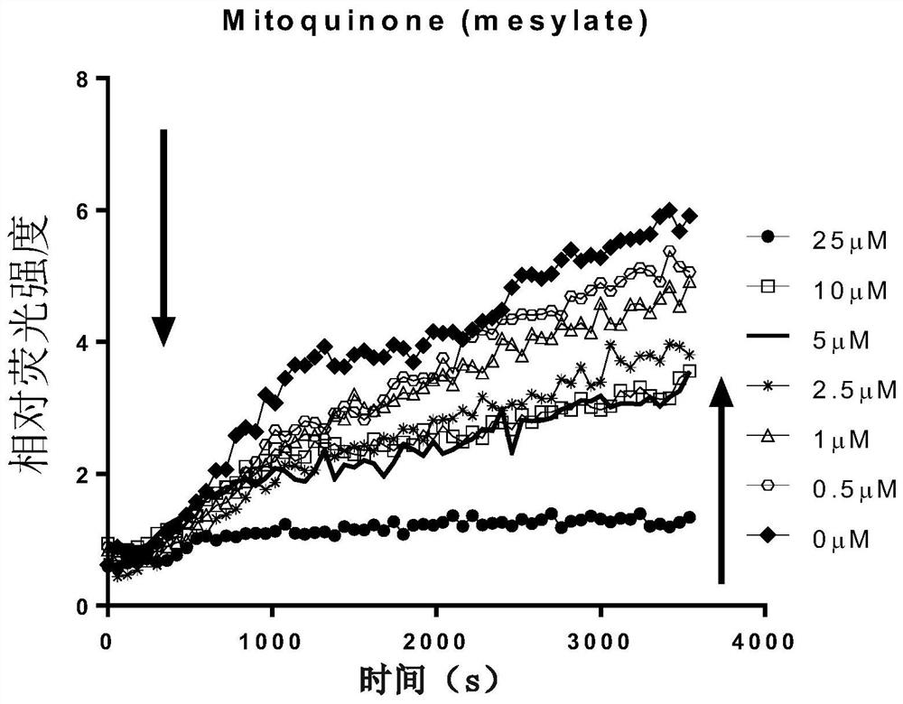 Application of Mitoquinone in preparation of anti-coronavirus infection medicine