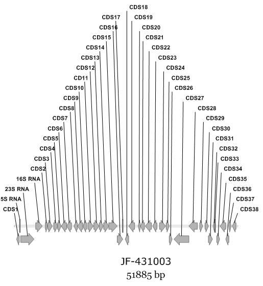 Mutant strain for producing sisomicin