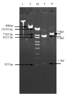 Mutant strain for producing sisomicin