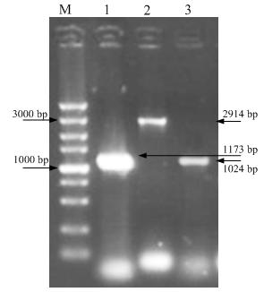 Mutant strain for producing sisomicin