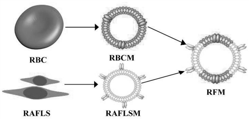 Schisanlactone E targeted drug delivery system, preparation method and application thereof