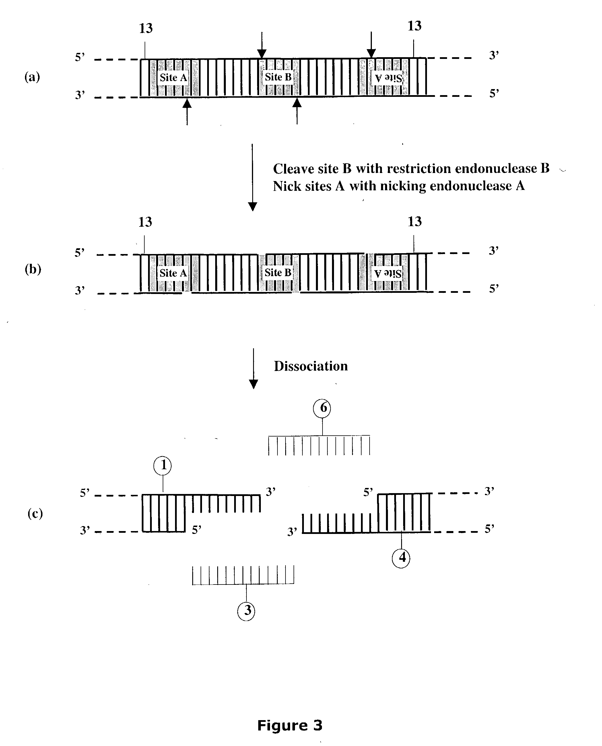 Methods and compositions for DNA manipulation