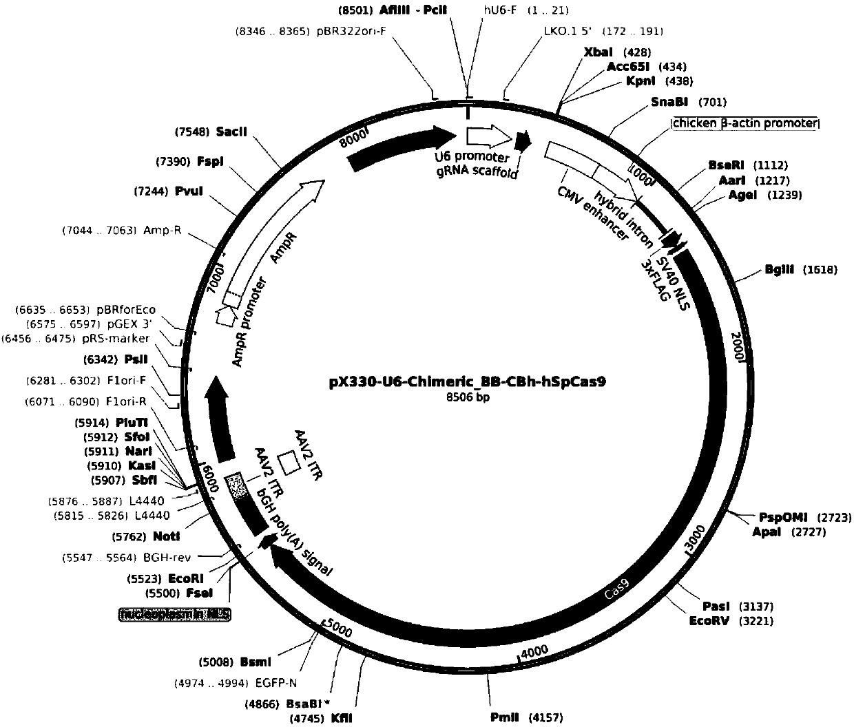 Method for performing CASP3 gene knockout on mesenchymal stem cell through CRISPR-CAS system