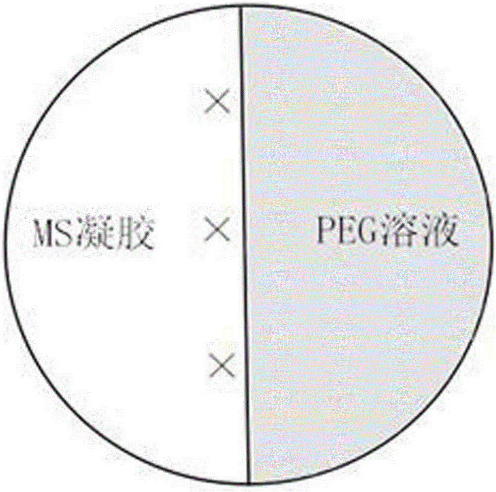 Preparation method and application of PEG culture medium with solid-liquid two phases