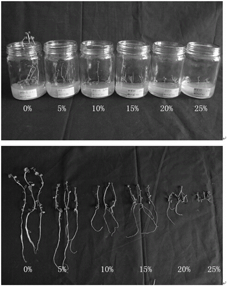 Preparation method and application of PEG culture medium with solid-liquid two phases