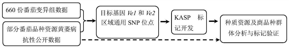 SNP locus combination for detecting tomato verticillium wilt resistance and application thereof