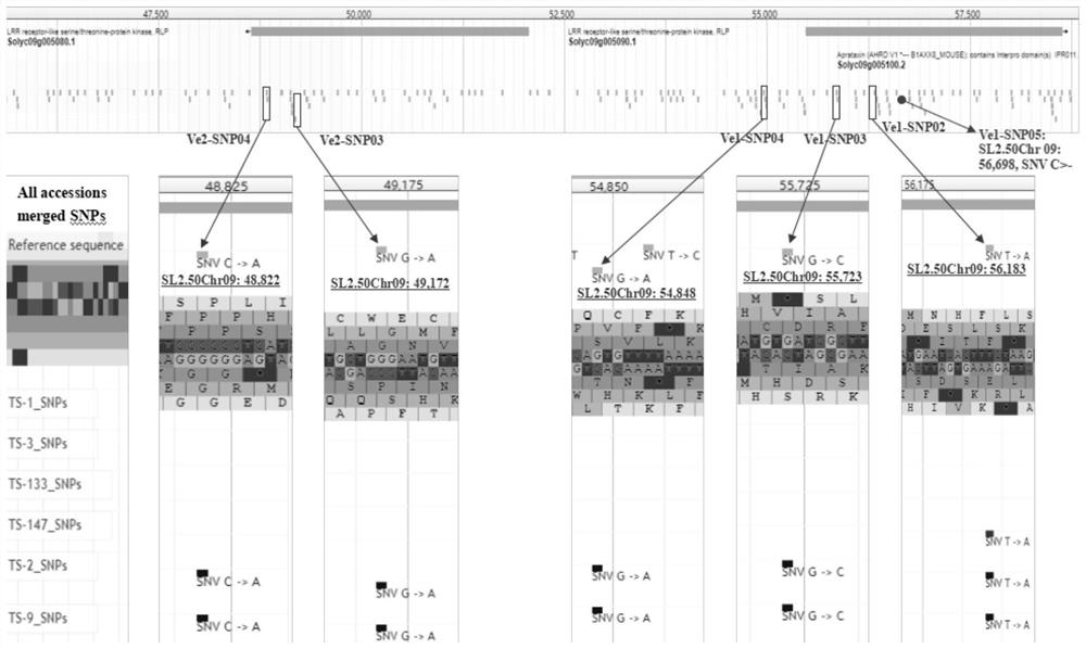 SNP locus combination for detecting tomato verticillium wilt resistance and application thereof