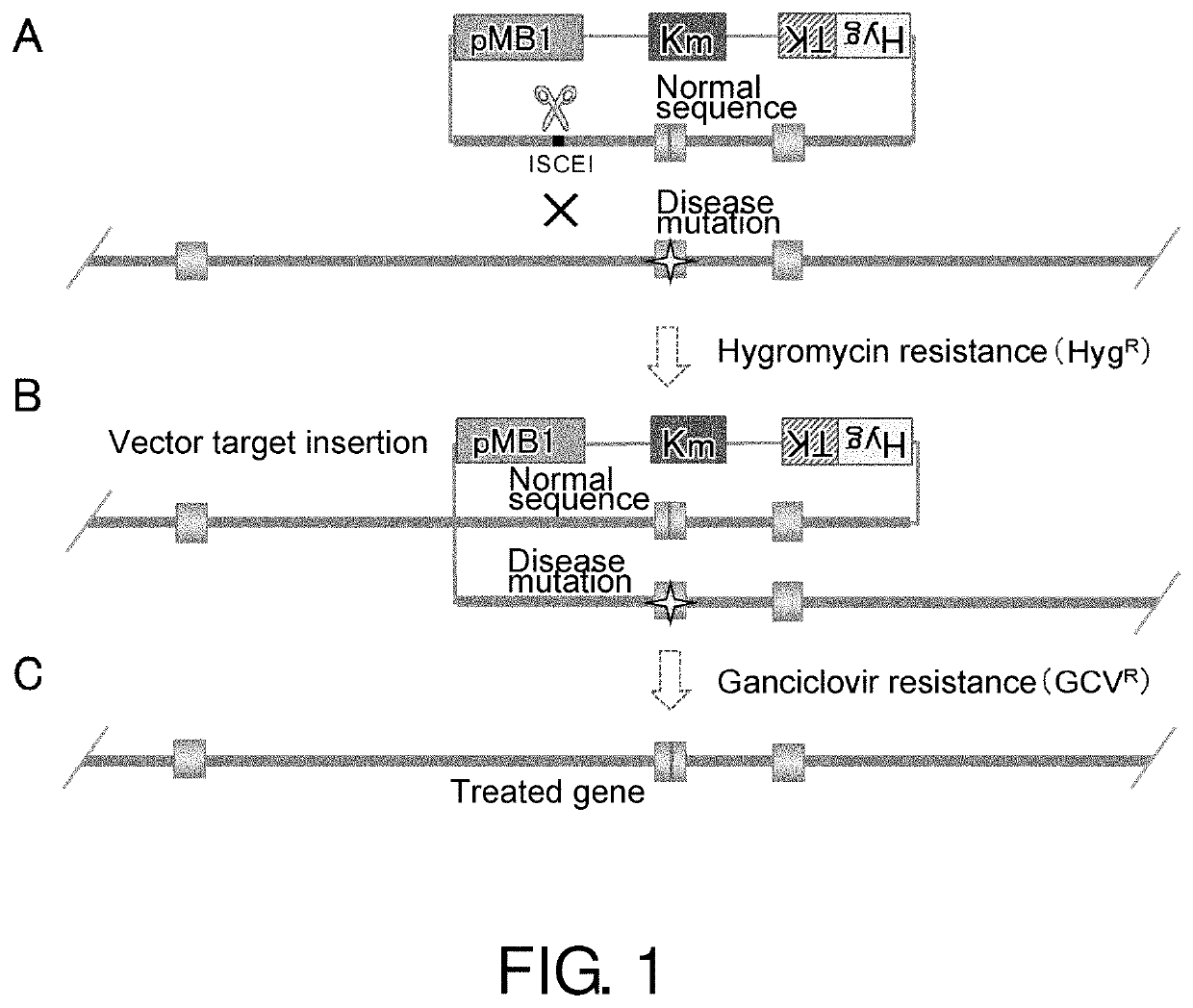 Polynucleotide for modifying target sequence and use thereof