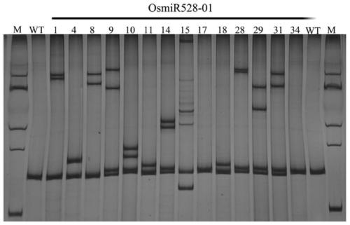 A method for targeted knockout of rice miRNA