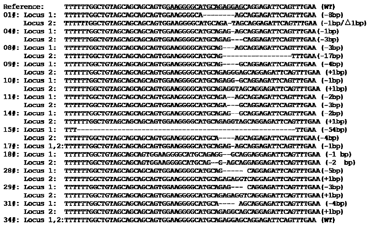 A method for targeted knockout of rice miRNA