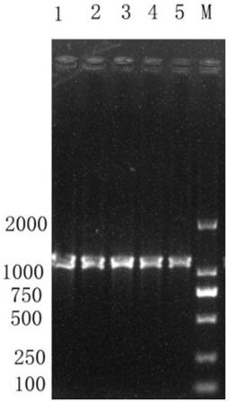 6-phosphoric acid-beta-glucosidase and coding gene and application thereof