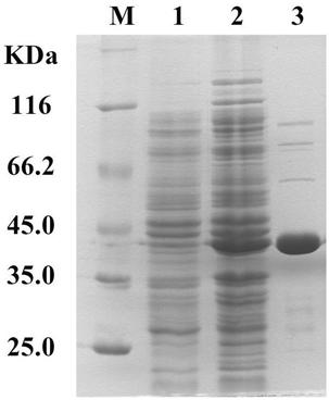 6-phosphoric acid-beta-glucosidase and coding gene and application thereof