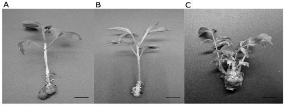 One-step rooting and transplanting technique of tissue cultured seedlings of Mandshurica mandshurica