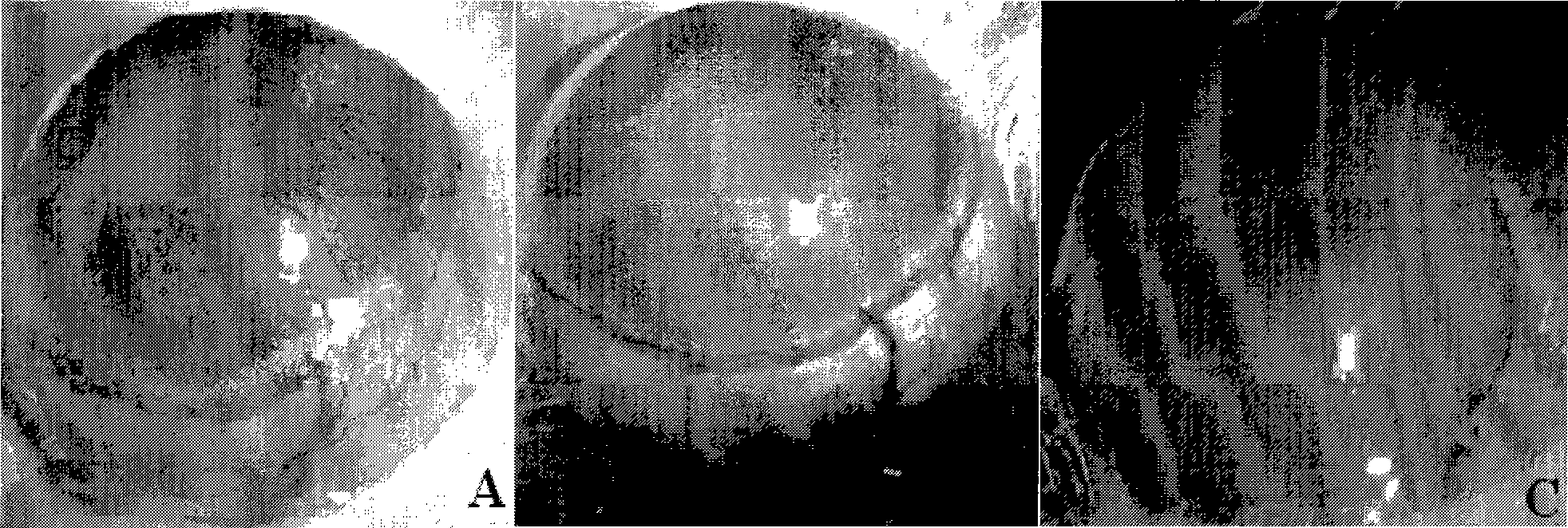 Eye drop with anti-cornea rebirth blood vessel function and preparation method thereof