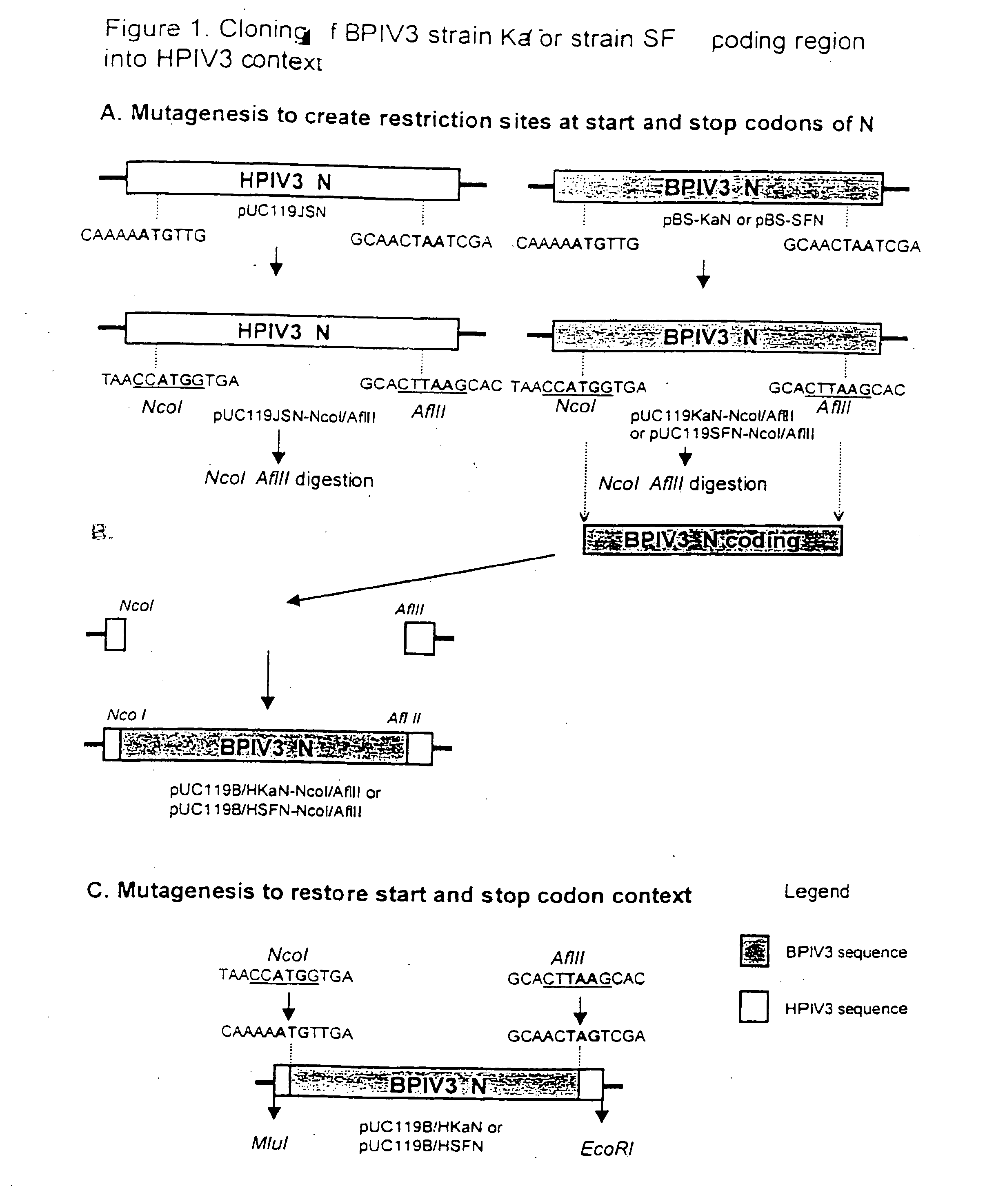 Attenuated human-bovine chimeric parainfluenza virus (PIV) vaccines